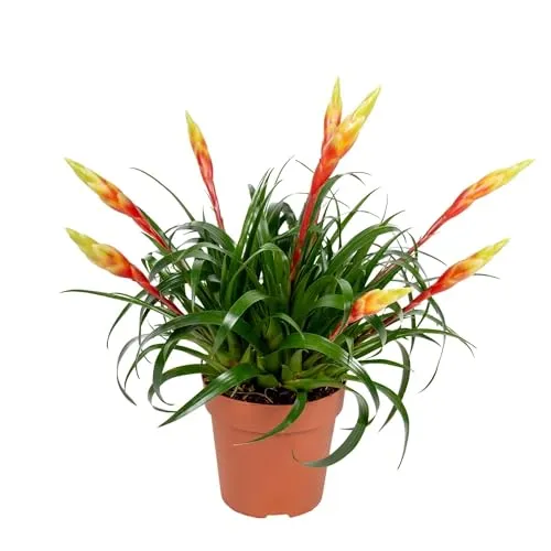 Pflanzen - Vriesea Multiflora Shannon - gelber Topf - Ø 12 cm - Höhe 45 cm