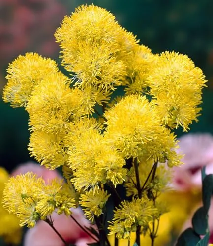 BALDUR Garten 2x Thalictrum flavum Wiesenraute, Knollen in Größe I, flauschige gelbe Blüten, bienenfreundlich & duftend, sonniger bis halbschattiger Standort, winterhart & pflegeleicht