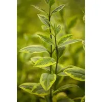 Goldliguster Ligustrum ovalifolium 'Aureum', 60–80 cm - Blumen & Stauden – Immergrüner Goldliguster mit goldgelben Blättern, ideal für Hecken und Sichtschutz, robust und pflegeleicht.