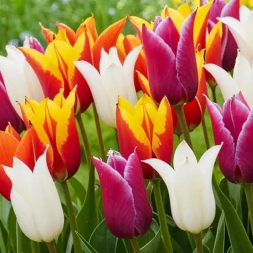 Tulpenzwiebeln Winterhart Mehrjährig - Lilienblühend Frühlings mix - 25 Blumenzwiebeln - Echte Pflanzen aus Holland - Zwiebeln für Garten, Töpfe und Balkon (große Knollen, kein Samen, nicht künstlich)