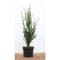 Taxus baccata - Gewöhnliche Eibe, 50-60 cm - Immergrüne Hecke, ideal für schattige Standorte. Pflegeleicht, schnittverträglich und winterhart bis -20 °C – perfekt für formale Hecken oder als Solitärpflanze.