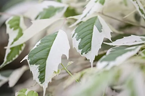 Acer negundo 'Flamingo' - Eschen-Ahorn mit rosa-weißen Blättern - Blumen & Pflanzen - Pflegeleichter Eschen-Ahorn mit attraktiven panaschierten Blättern, ideal für Kübel und Rabatten, winterhart bis -20 °C.