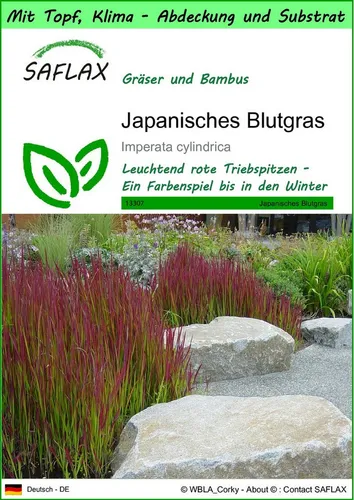 SAFLAX Blumensamen SAFLAX - Garden to go - Japanisches Blutgras