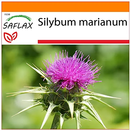 SAFLAX - Garden in the Bag - Heilpflanzen - Mariendistel - 75 Samen - Mit Anzuchtsubstrat im praktischen, selbst aufstellenden Beutel - Silybum marianum