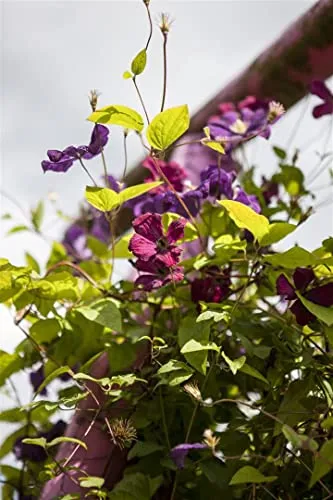 Clematis viticella 'Rubra' 40–60 cm – Winterhart, Mehrjährig, Pflegeleicht – Italienische Waldrebe – Kletterpflanze für Pergola & Rankhilfe