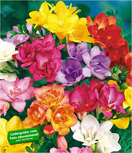 BALDUR Garten Duft-Freesien 25x Zwiebeln, Pflegeleichte Schnittblumen - 25 Zwiebeln gefüllte Duft-Freesien mit 5-6 cm Umfang. Ideal für Garten und Vase, blühen von Juli bis Oktober. Geringer Pflegeaufwand und wunderschöne Farben für eine lebendige Gestaltung.