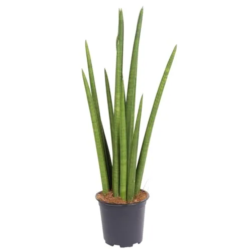 PFLANZENFREUND Bogenhanf Sansevieria Laurentii von Pflanzen-Kölle