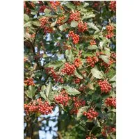 Schwedische Mehlbeere Sorbus intermedia – Pflegeleichte Heckenpflanze für Garten - Die robuste Sorbus intermedia ist ideal für Sichtschutz und als Heckenpflanze. Pflegeleicht, bienenfreundlich und mit dekorativen Beeren. Perfekt für sonnige bis halbschattige Standorte.