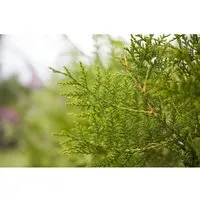 Thuja occidentalis 'King of Brabant' 40-60 cm