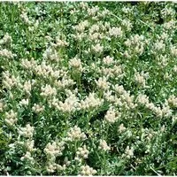 Antennaria Dioica Alba Katzenpfötchen Ca. 9x9 cm Topf