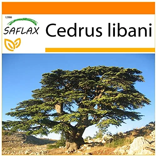 SAFLAX - Garden in the Bag - Libanon - Zeder - 20 Samen - Mit Anzuchtsubstrat im praktischen, selbst aufstellenden Beutel - Cedrus libani