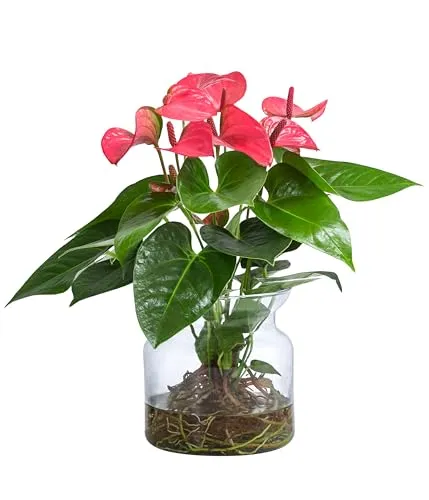 Dehner Waterplant Flamingoblume, Anthurium Rosa Champion, Wasserpflanze im Glas, Ø 16 cm, Höhe 35 cm, Zimmerpflanze, rosa