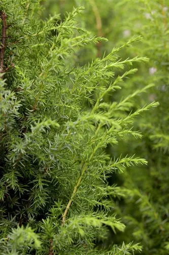 Pflanzen für Dich Konifere Juniperus communis – Gemeiner Wacholder