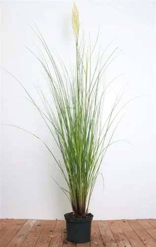 Produktbild Pflanzen für Dich Gräser Cortaderia selloana Citaro