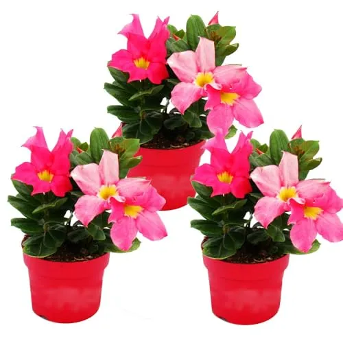 Exotenherz Dipladenia Chilenischer Jasmin 3er Set 10cm von Exotenherz