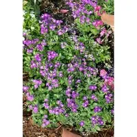 Aubrieta X Cult. Bressingham Red Blaukissen Ca. 9x9 cm Topf