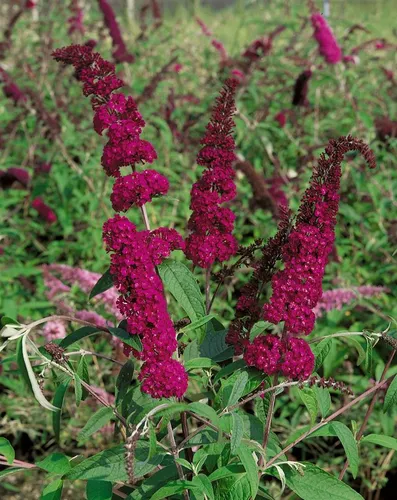 Pflanzen für Dich Gehölze Buddleja 'Sugar Plum', 1 St., Schmetterlingsflieder, Sommerflieder