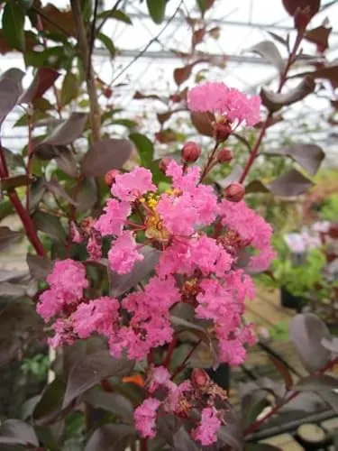 Kräuselmyrte Turenne - Lagerstroemia Indica - Kreppmyrte - 40-60cm