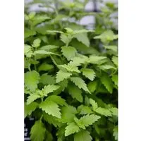 Caryopteris Clandonensis Bartblume Hint Of Gold 30-40 cm