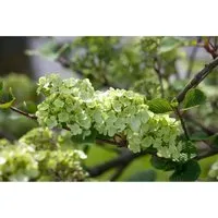Viburnum plicatum 'Rotundifolium'