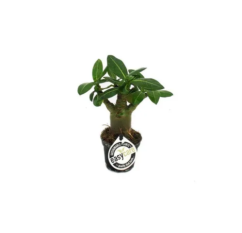 Exotenherz Zimmerpflanze Mini-Wüstenrose, Adenium obesum, Überraschungsfarbe