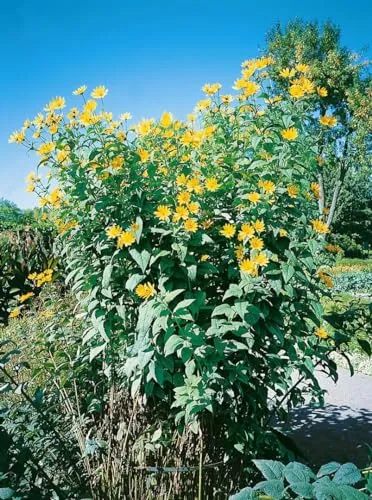 Helianthus tuberosus 11x11 cm Topf – Winterhart & Mehrjährig & Pflegeleicht – Topinambur – Nutzpflanze für Beet & Hochbeet