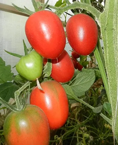 Klettertomate,Himmelstürmer' - 20 Samen