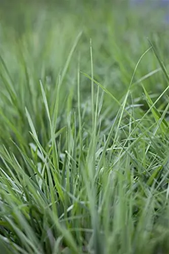 Briza media 9x9 cm Topf – Winterhart, Mehrjährig, Pflegeleicht – Zittergras – Ziergras für Naturgarten & Staudenbeet