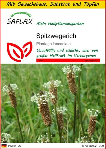 SAFLAX Blumensamen SAFLAX - Anzuchtset - Spitzwegerich