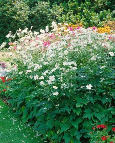 Anemone japonica 'Whirlwind' 9x9 cm Topf – Winterhart, Mehrjährig, Pflegeleicht – Herbst-Anemone – Staude für Beet & Garten