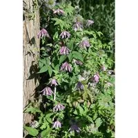 Clematis 'Country Rose' - Bezaubernde rosa Kletterpflanze - Clematis 'Country Rose' – Wunderschöne Kletterpflanze mit großen, rosafarbenen Blüten, ideal für Zäune und Pergolen. Winterhart bis -15 °C, duftend und pflegeleicht, bringt romantische Atmosphäre in Ihren Garten.