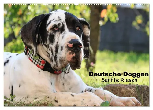 Marion Reiß - Seibert | Deutsche Doggen - Sanfte Riesen (Wandkalender 2026) - Entdecken Sie den Wandkalender 2026 mit beeindruckenden Bildern von Deutschen Doggen. Ideal für Tierliebhaber und als Geschenk, bringt dieser Kalender Freude in jeden Raum.
