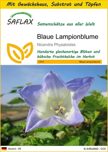 SAFLAX Blumensamen SAFLAX - Blaue Lampionblume - 100 Samen