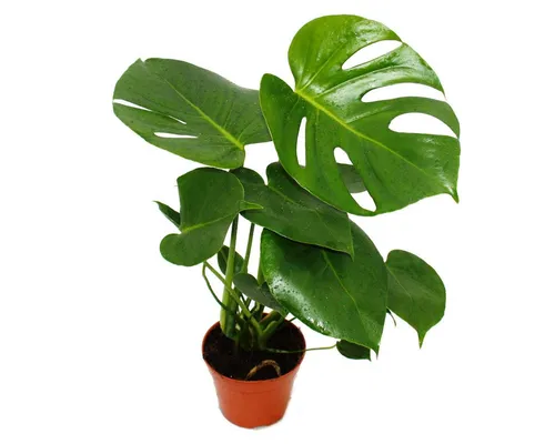 Exotenherz Zimmerpflanze Monstera deliciosa - Fensterblatt - 12cm Topf - ca. 30-35cm hoch