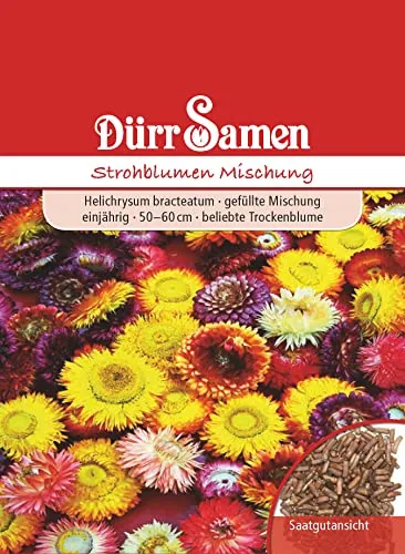 Dürr-Samen - Strohblume gefüllte Mischung einjährig 50-60 cm Saatgut