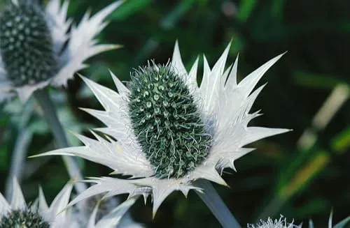 Eryngium giganteum 11x11 cm Topf – Winterhart, Pflegeleicht – Elfenbeindistel – Zierpflanze für Beet & Steingarten