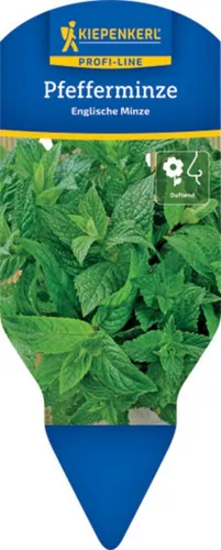 Pflanzen für Dich Gewürzkraut Englische Pfefferminze 12cm Topf 8er Set