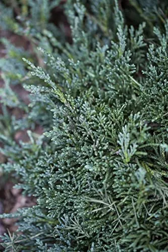 Juniperus horizontalis 'Wiltonii' 9x9 cm Topf – Winterhart, Immergrün, Pflegeleicht – Kriech-Wacholder – Bodendecker für Beet & Hang
