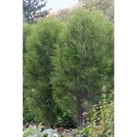 Rhamnus Frangula Fine Line - Säulen-Faulbaum 125–150 cm - Sträucher: Pflegeleichte, winterharte Pflanze mit filigranen Blättern, ideal für Hecken und Rabatten, bietet Vögeln Schutz und Nahrung.