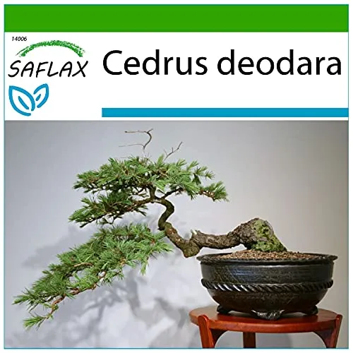 SAFLAX - Bonsai - Himalaya Zeder - 35 Samen - Mit keimfreiem Anzuchtsubstrat - Cedrus deodara