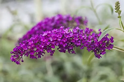 Buddleja davidii 'Royal Red' - Schmetterlingsflieder mit roten Blüten - Pflegeleichter Schmetterlingsflieder, ideal für sonnige Standorte. Lockt Schmetterlinge an und ist winterhart bis -15 °C. Perfekt für Gartenanfänger und als Solitärpflanze.