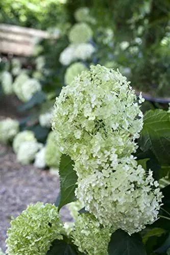 Hydrangea Arborescens Schneeballhortensie 60-100 cm