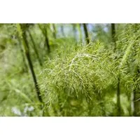 Foeniculum Vulgare Bronce Fenchel Ca. 11x11 cm Topf