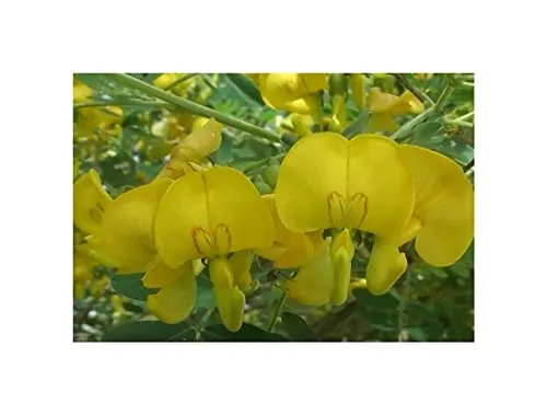 Stk - 10x Colutea arborescens Gelber Blasenstrauch Garten Pflanzen - Samen ID1211 - Seeds & Plants Shop by Ipsa