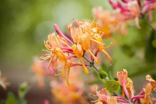 Lonicera Henryi Immergrüne Geißschlinge 100–150 cm - Kletterpflanze, pflegeleicht und winterhart, ideal für Pergolen und Zäune mit duftenden Blüten von Mai bis Juli.