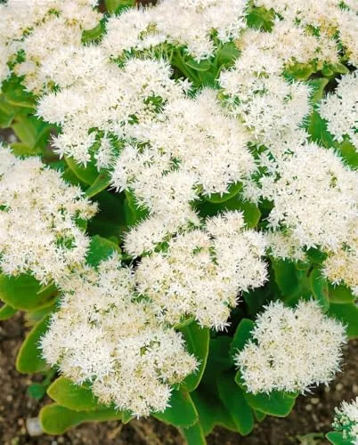 Sedum spectabile 'Iceberg' 9x9 cm Topf – Winterhart, Mehrjährig, Pflegeleicht – Fetthenne – Staude für Beet & Steingarten