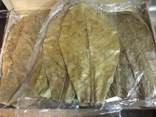 Stück Seemandelbaumblätter 20-25cm Terminalia Catappa Leaves 30