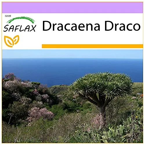 SAFLAX - Drachenbaum - 5 Samen - Dracaena Draco
