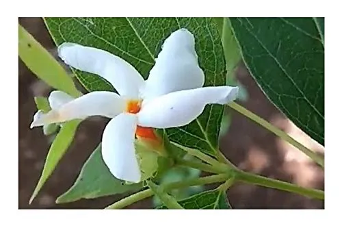 Stk - 10x Nyctanthes arbor tristis Jasmin Strauch Pflanze - Samen ID139 - Seeds & Plants Shop by Ipsa