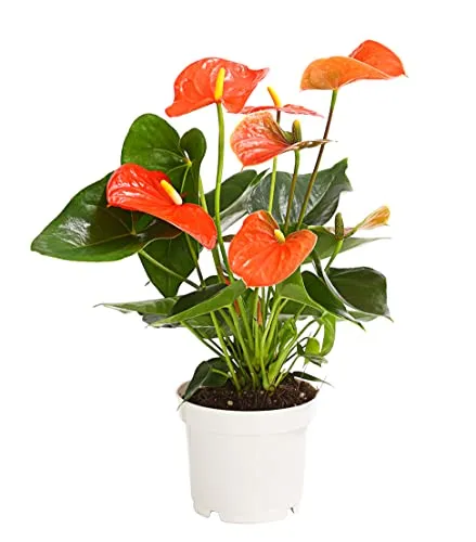 Dehner Große Flamingoblume – Anthurium andreanum, orange - Auffällige Zimmerpflanze mit leuchtend orangefarbenen Blüten. Ideal für hohe Luftfeuchtigkeit und das ganze Jahr über ein Blickfang. Topfgröße 12 cm, Höhe ca. 20-30 cm.